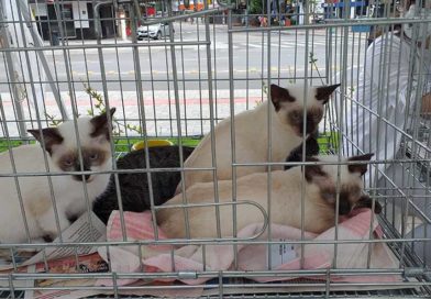 adocao-caes-gatos-ponta-negra-marica.jpg