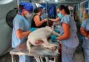 Maricá promove campanha com vacinação, castração e adoção de animais neste sábado