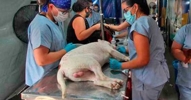 Maricá promove campanha com vacinação, castração e adoção de animais neste sábado