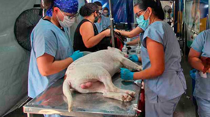 Maricá promove campanha com vacinação, castração e adoção de animais neste sábado