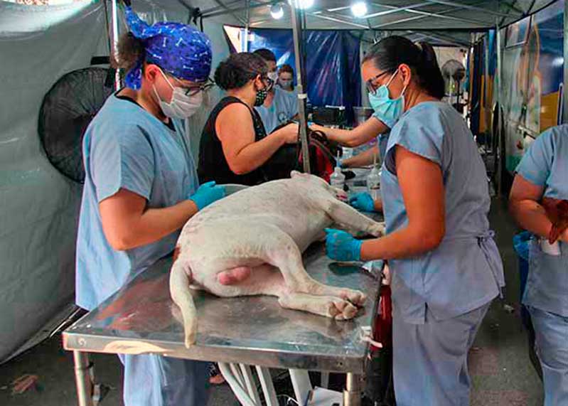 campanha-bem-estar-animal-marica-mercado-produtor.jpg